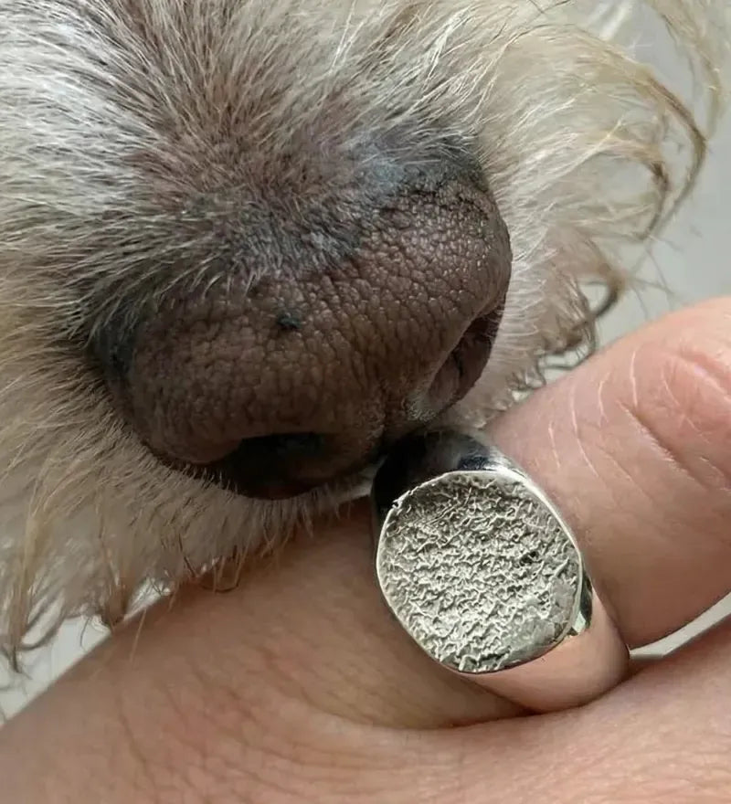 Anillo de plata con la huella de la nariz de un perro, junto a su nariz