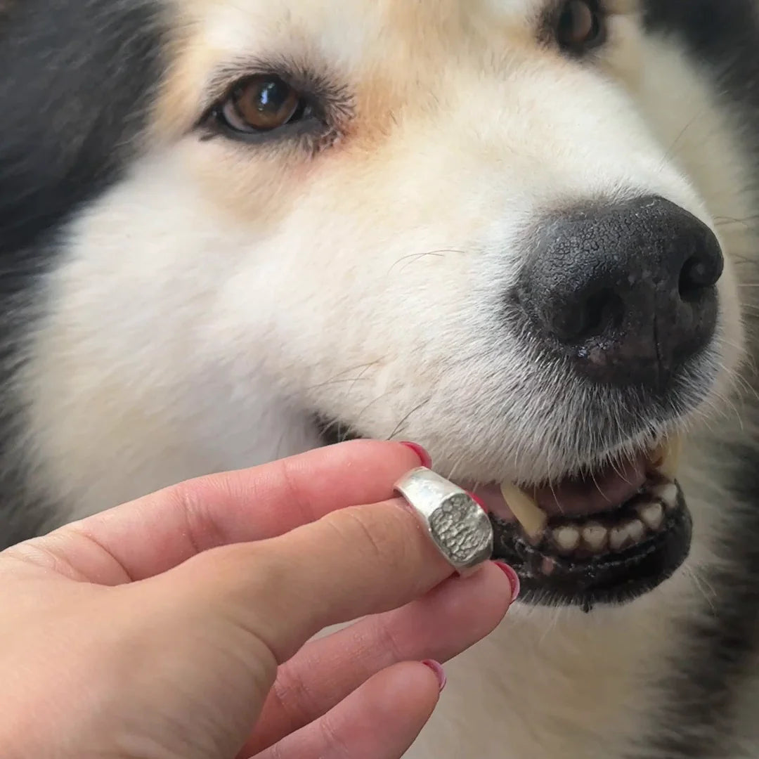 Anillo Huella Redondo de plata .925 frente a un perro malamute