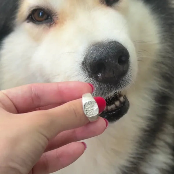 Un perro junto a su anillo de sello de plata con la huella de su nariz